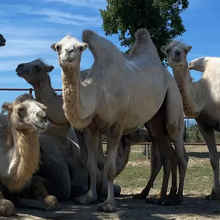Hébergement de vacances Mobilehome P-dante