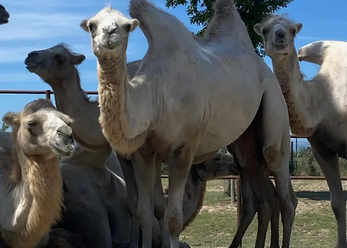 Nyaraló Mobilehome P-dante